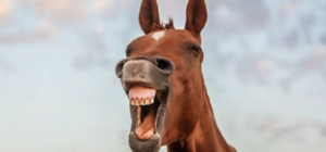 Нет, не железного: под Днепром у девушки украли коня