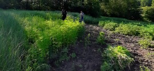 Попался: под Полтавой мужчина вырастил больше 3 тысяч растений конопли