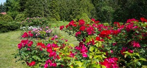 Плетистые, парковые и миниатюрные: в Харьковском ботаническом саду расцвели розы