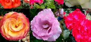 Невероятный запах и десятки фотолокаций: как в Одессе цветут розы