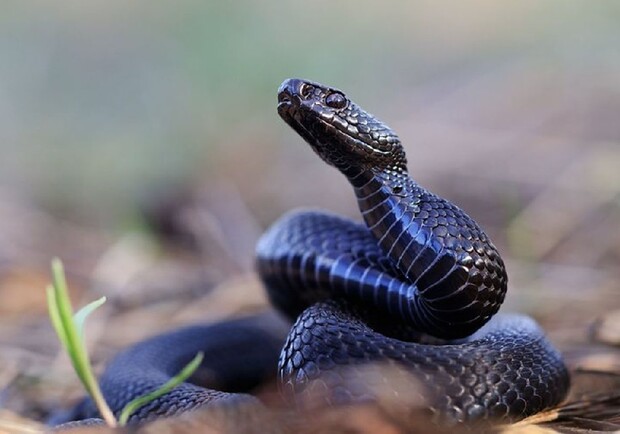 Какие змеи водятся в тульской области фото с названиями