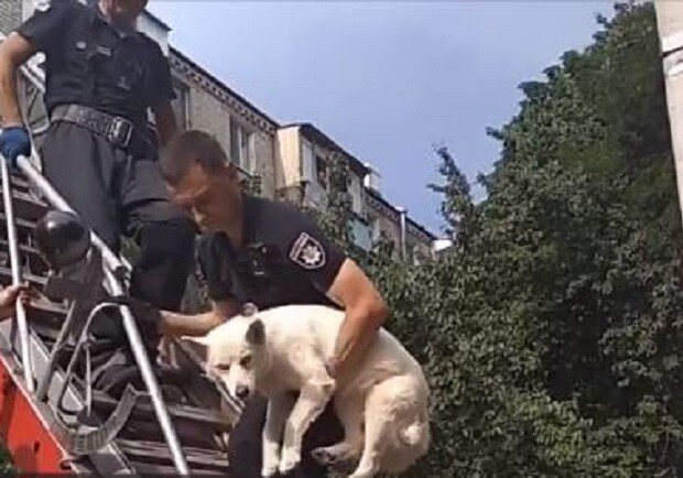 В Харькове из квартиры спасли собаку, хозяин которой несколько дней появляется дома. Скриншот: ХС
