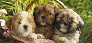 Выкинула в лесу: в Днепре спасают маленьких щенков (фото)