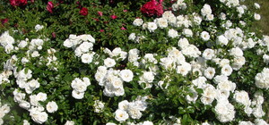 Вишни, розы, лаванды: в саду Шевченко высадят деревьев и кустов на 20 миллионов гривен