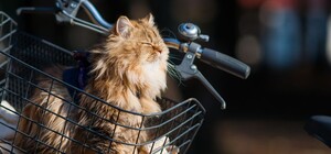 В Голосеево появились новые велопарковки: где их искать