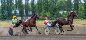 Дерзкий угон: конь в супермаркете оказался ворованным 