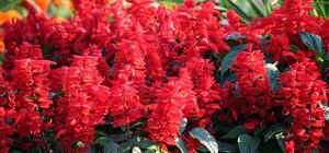 Заціни: на Пасічній замість незаконно встановленого кіоску висадили квіти 