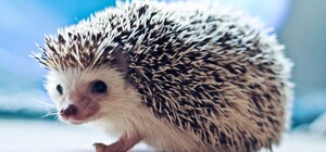 В Одесской области подросток издевался над ежиком: родителей ждет штраф