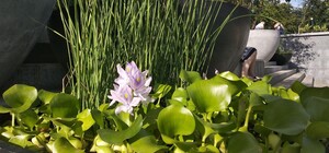 Полюбуйся: в саду Шевченко появились водные растения в вазонах