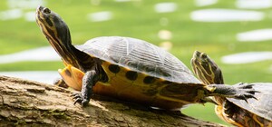 Візуалізація: біля озера Стосіка у Львові впорядкують джерело