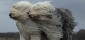 Перепаркуйте машину: в Одессе прогнозируют шквальной ветер