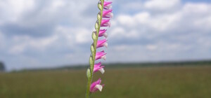 Вважались зниклими: на Львівщині розквітли рідкісні червонокнижні орхідеї