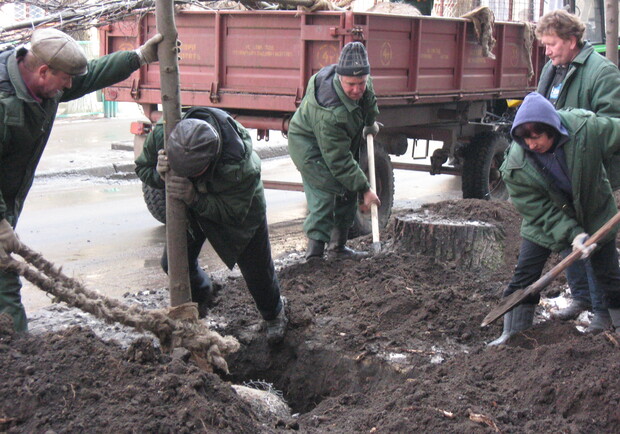 С 15 марта в рамках двухмесячника "Зеленая весна-2011" в Харькове высадили 120 новых деревьев. Фото из архива "КП".