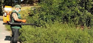 На радость аллергикам: в Одессе уничтожили целую плантацию амброзии 