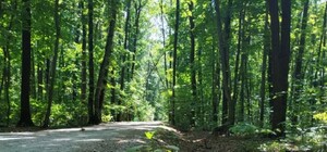 На дорожки и места отдыха: на благоустройство Лесопарка потратят еще 49 миллионов