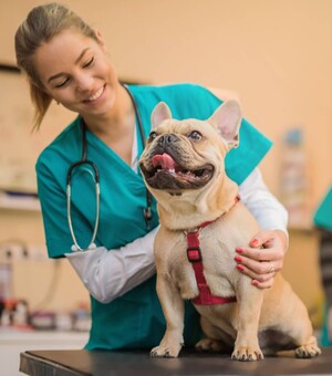 Если питомец заболел: какие услуги и по каким ценам оказывают ветеринарные клиники Одессы