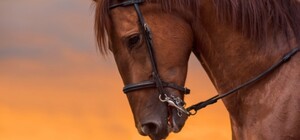 Нет побегам: в запорожской колонии с помощью коня искали подкопы