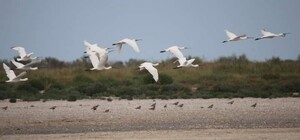 Белоснежные косари: в Одесской области гнездятся редкие птицы