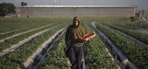 Разбирай чемоданы: Финляндия закрыла въезд для украинских заробитчан