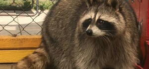 За винагороду: подружжя львів'ян розшукує єнота