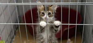 Вивіз у невідомому напрямку: поліція розшукує чоловіка з пів сотнею котів 