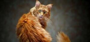 Готовь кошелек: украинцев хотят обязать платить за котов, собак и хомяков