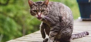 Підозрюють сказ: 8-річний хлопчик потрапив у реанімацію