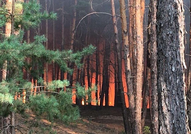 В Харьковской области — еще один лесной пожар. Фото: Дмитрий Дробот/Facebook