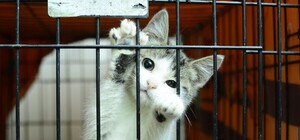 Несподіваний поворот: трускавчанин розповів, що робив із пів сотнею котів у гаражі