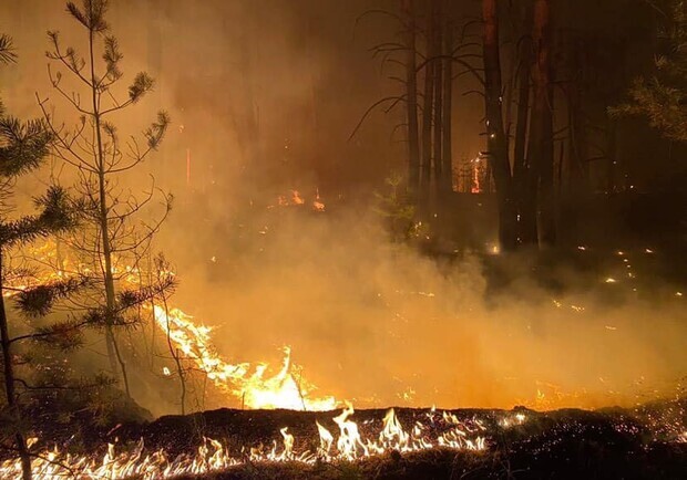 В лесхозе подсчитали, сколько леса выгорело в Двуречанском районе. Фото: facebook.com/kharkiv1654
