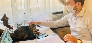 Прийшов на прийом: Львівська мерія шукає власників кота