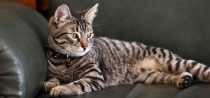 Котячий мер: в Львівській ратуші оселився Левчик