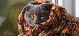 Доставай теплый плед: в Запорожье резко похолодает