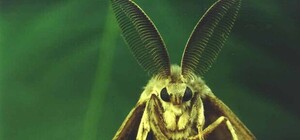 В Запорожской области завелся южноамериканский вредитель: чем он опасен