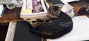 Зірка мереж: котячий мер Львова завів акаунт в Instagram