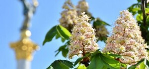 Столица в кармане: где и почем можно купить 