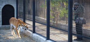 После приключений в вольере со львами: что грозит безрассудному парню