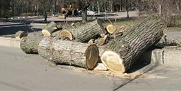 Новость - События - На проспекте Гагарина рубят деревья, не соблюдая правила безопасности?