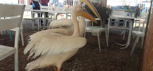 Украшение для ресторана: под Одессой краснокнижных пеликанов выпустили на свободу 