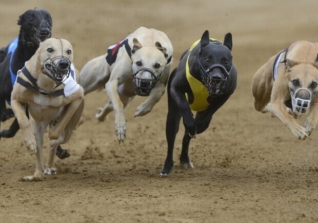 Мерські гонки у Львові 2020: досьє на кандидатів 