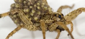 Страшный сон арахнофоба: запорожцев напугал огромный паук (фото)