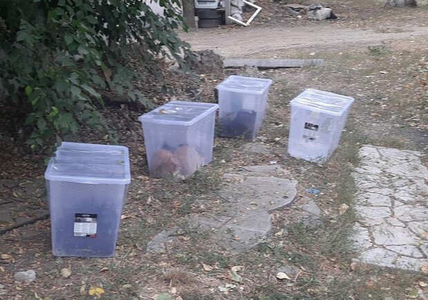 В Харькове девятерых котов выбросили в пластиковых контейнерах. Фото: facebook.com/spt.kh