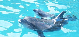 В одесском дельфинарии пополнение: в каком состоянии находится малыш 