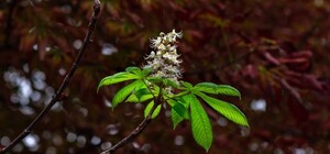 Природная аномалия: в Запорожье в октябре цветут каштаны (фото)