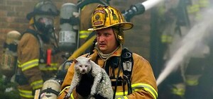 З пожежі в квартирі на Яреми врятували кота: фото зі згарища	