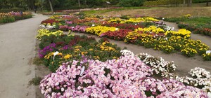 Ярмарка цветов: ботсад устраивает масштабную распродажу хризантем