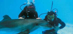 Скандал в одесском дельфинарии: к животным не пускают экологов