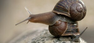 Чтобы разводить улиток: под Запорожьем подросток украл урну для голосований