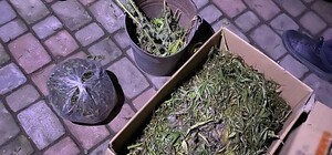 Вирощував і продавав: у наркоділка з-під Львова вилучили 10 кілограмів марихуани