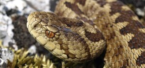 Глобальное потепление: скоро в Одесской области появятся ядовитые змеи